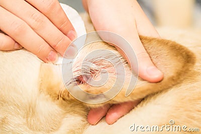 Dog`s ears cleaning Stock Photo