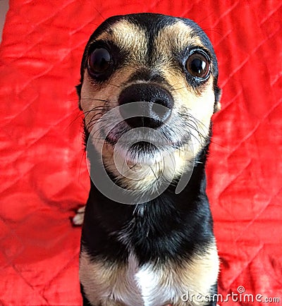Dog`s face acting naturally Stock Photo