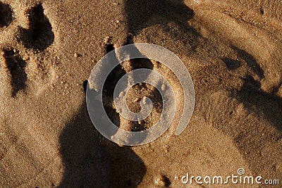 Dog's footprint in the golden, yellow, muddy beach sand Stock Photo