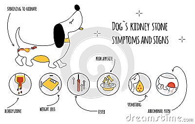 Dog`s kidney stone symptoms.Infographic icons with different signs and reasons of pyelonephritis.Canine healthcare. Vector Illustration