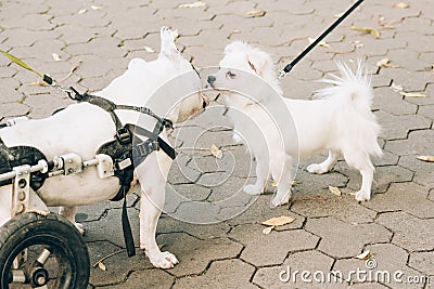 Dog's mobility problems. Disabled paralysed french bulldog walking in wheelchair playing with another dog Stock Photo