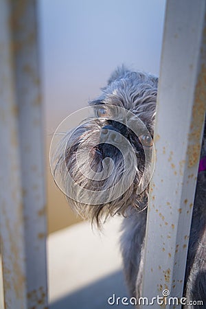 The dog's muzzle is a close-up. Expressive muzzle of a dog with a beard. Stock Photo