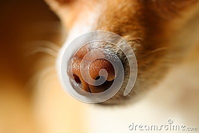 Dog's Nose Close-up Stock Photo