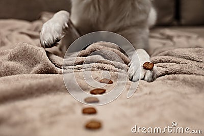 DogÂ´s paw, obedient training and tricks with food or goodies Stock Photo