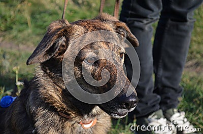 The dog`s portrait next to the owner Stock Photo