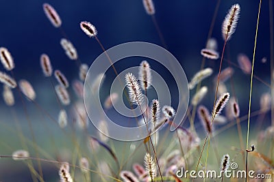 Dog's tail grass Stock Photo