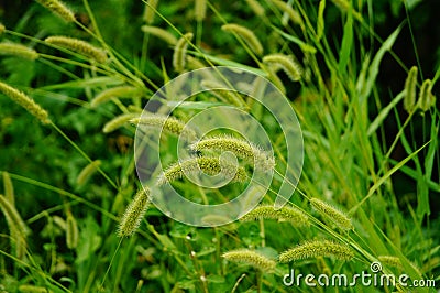 The dog's tail grass Stock Photo