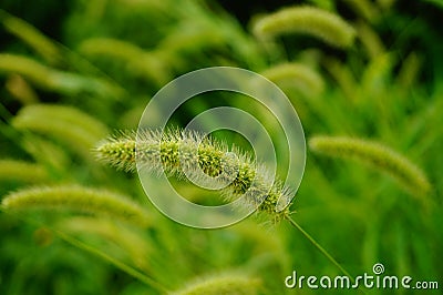 The dog's tail grass Stock Photo