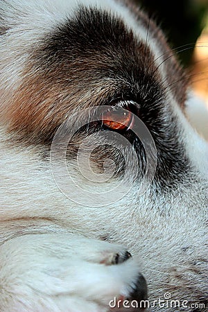 Dog sad red eye thinking Stock Photo