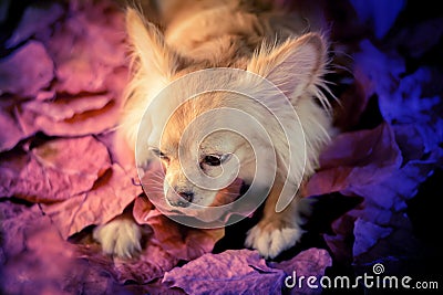 Dog in sadness mood Stock Photo