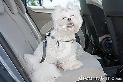 Dog safe in the car Stock Photo