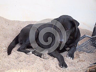 Dog on sand Stock Photo