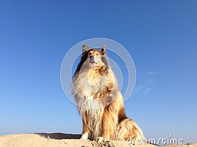 Dog on a sand hill Stock Photo