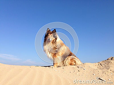 Dog on a sand hill Stock Photo