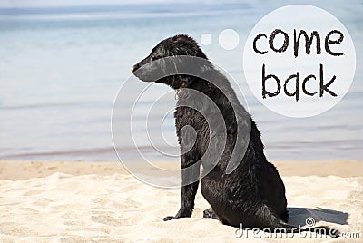 Dog At Sandy Beach, Text Come Back Stock Photo