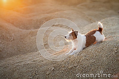 Dog on a sandy quarry at sunset. Jack Russell Terrier through the hills of sand. Active pet Stock Photo