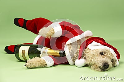 Dog In Santa Costume Stock Photo