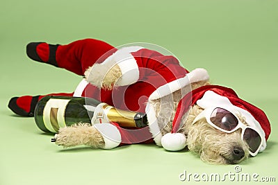 Dog In Santa Costume Stock Photo