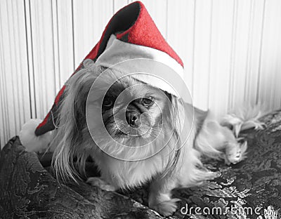 Dog in Santa hat Stock Photo