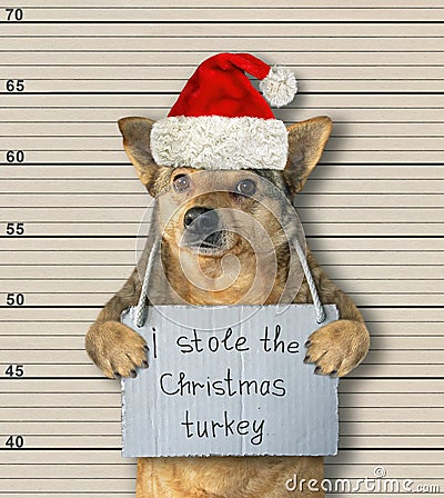 Dog Santa stole Christmas turkey Stock Photo