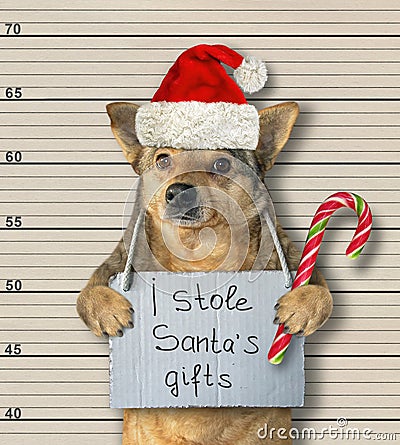 Dog Santa stole gifts Stock Photo