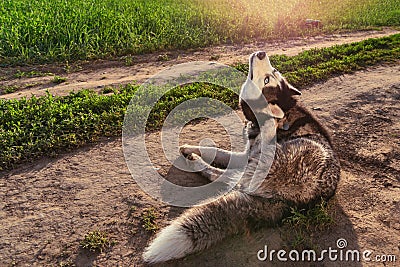 Dog Scratching Itchy Ears. Stock Photo