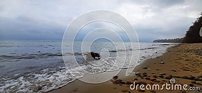 dog at the seaside Stock Photo