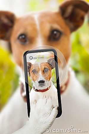 Dog selfie Stock Photo