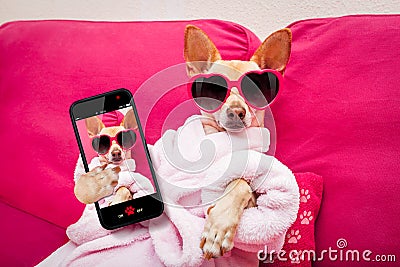 Dog selfie wellness spa Stock Photo