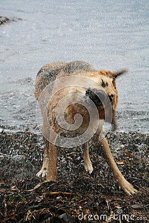 Dog Shaking Stock Photo