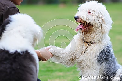 A dog shaking hands with its master Stock Photo