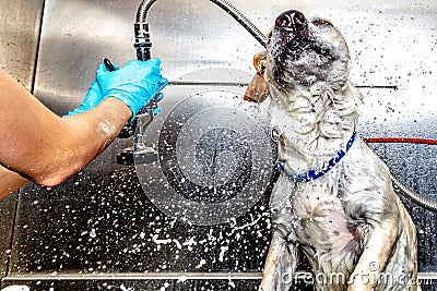 Dog Shaking Water Off After Bath at Groomer Stock Photo