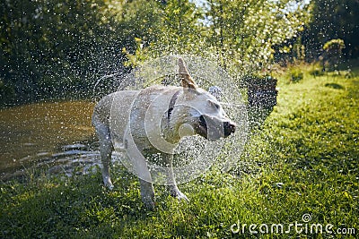 Dog shaking water after swimming Stock Photo