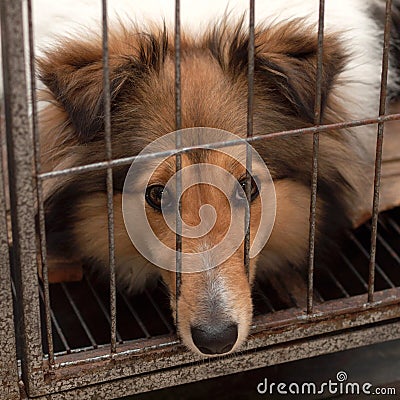 Dog, Shetland sheepdog Stock Photo