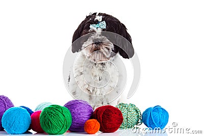 Dog shih tzu with threadballs isolated on white background pet Stock Photo