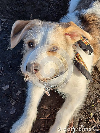 Dog shining Eyes Stock Photo