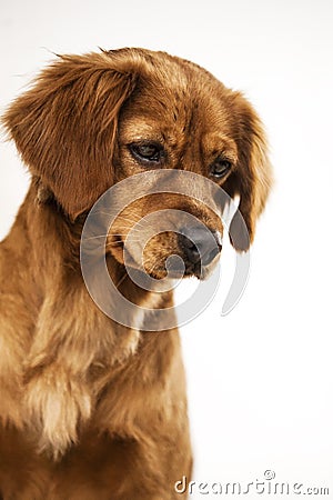 Dog. Pets. Animal. Puppy. Cute. Lovely. Doggy. Dog lover. Animal planet. Animalia. Canis. Canine. Mammals. Face. Tail. Eyes. Stock Photo