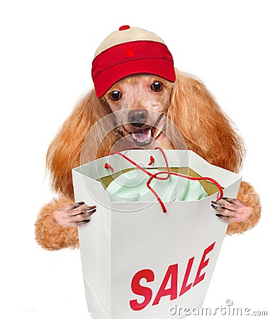 Dog. Shopper. Sales. Stock Photo