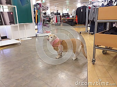 Dog in shopping mall, department store waiting for shopping mistress. Stock Photo