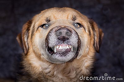 The dog shows teeth. Angry dog is ready to bite. Caution is an evil dog_ Stock Photo