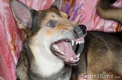 The dog shows teeth. A dog's grin. Angry dog. Stock Photo