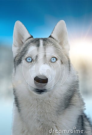 Dog siberian hasky on winter background Stock Photo