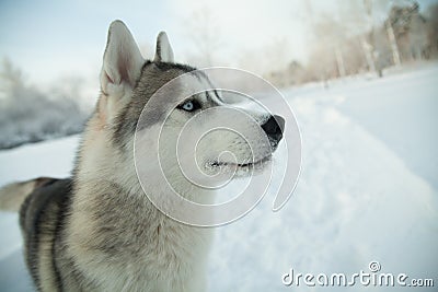 Dog siberian hasky on winter background Stock Photo