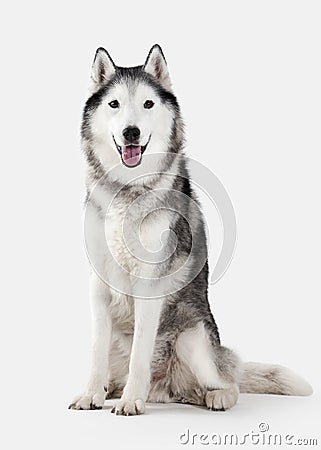 Dog. Siberian Husky on white background Stock Photo