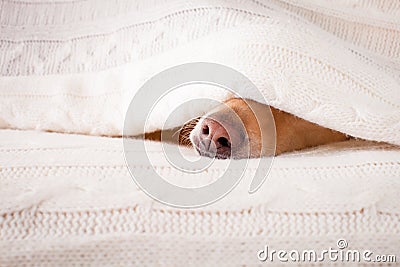 Dog sick , ill or sleeping Stock Photo