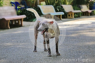 Dog that are sick are skin diseases Stock Photo