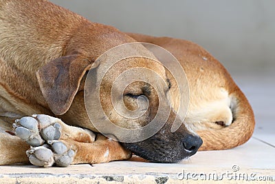 Dog sick, sleep dog relax alone, brown dog is sleeping, brown dog is sleep sick Stock Photo