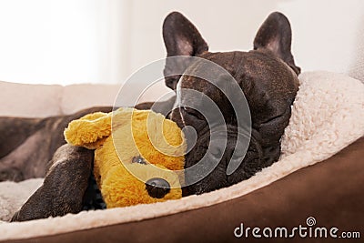 Dog siesta sleep Stock Photo