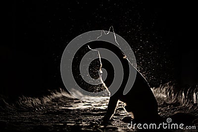 Dog silhouette in the headlights Stock Photo