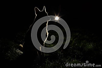 Dog Silhouette in the headlights Stock Photo